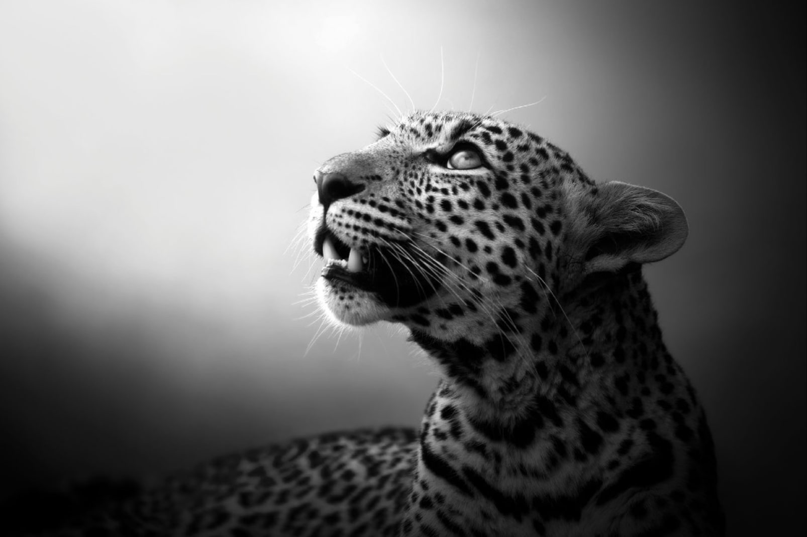 Bjorn Persson, Soul of the Leopard, 2017