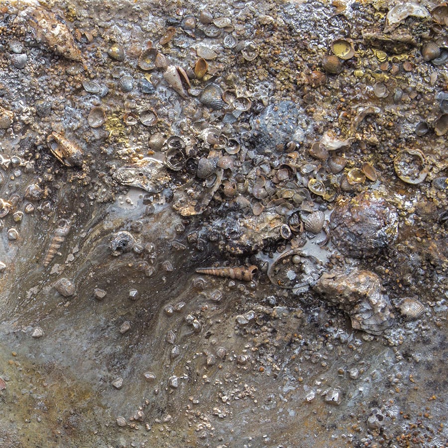 Victoria Kovalenchikova, The Earth-XII