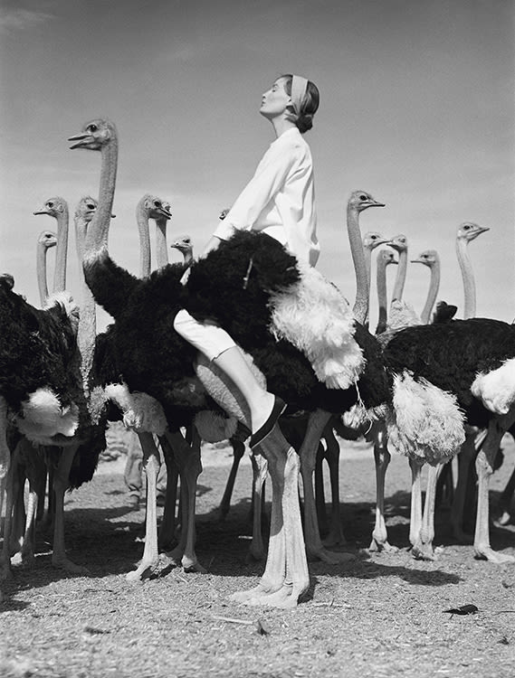 Norman Parkinson, Wenda and Ostriches, 1951