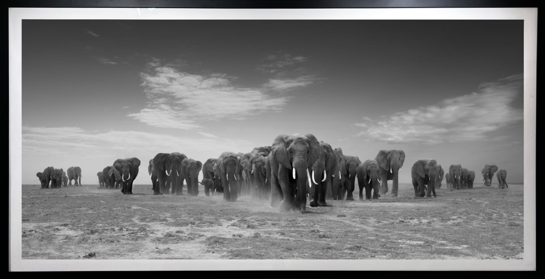 Bjorn Persson, Elephant Nation
