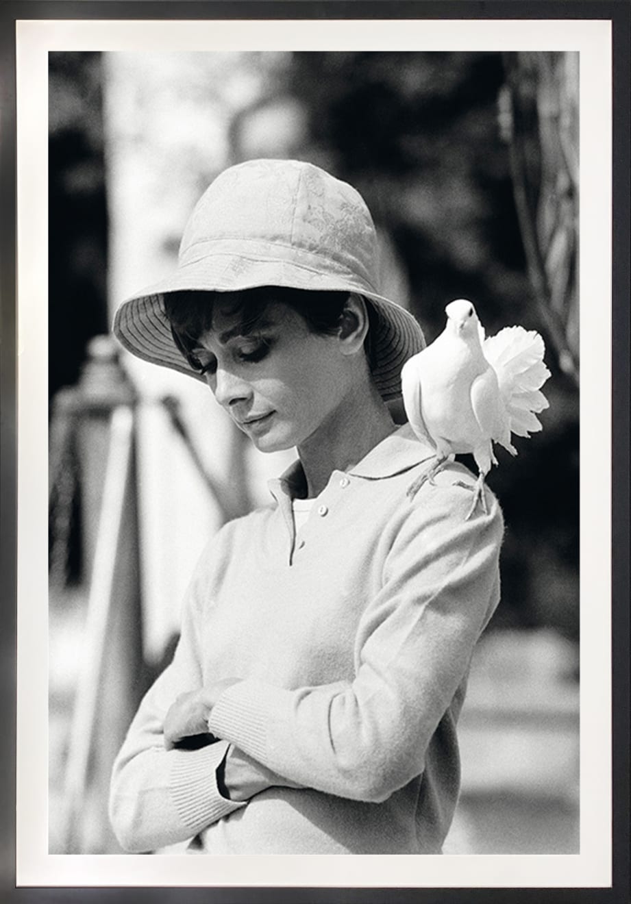 Terry O'Neill, Audrey Hepburn With Dove, South of France, 1966