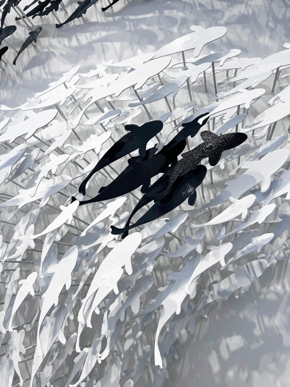 Joel Amit, Yin Yang