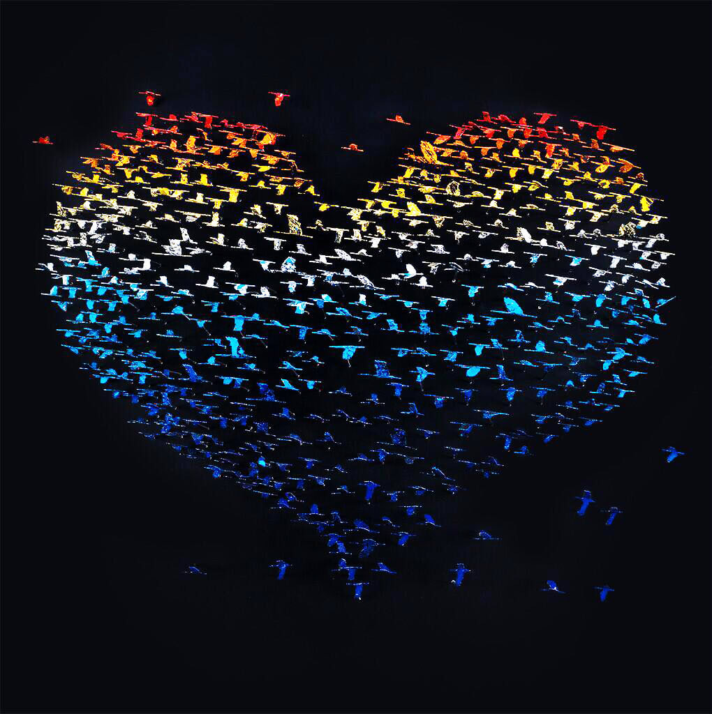 Joel Amit, Birds Heart