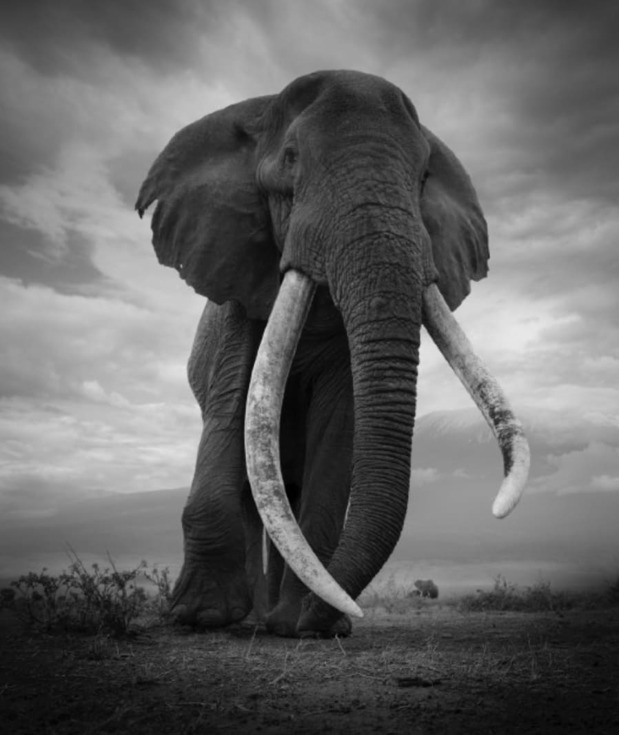 Bjorn Persson, Green Hills of Africa