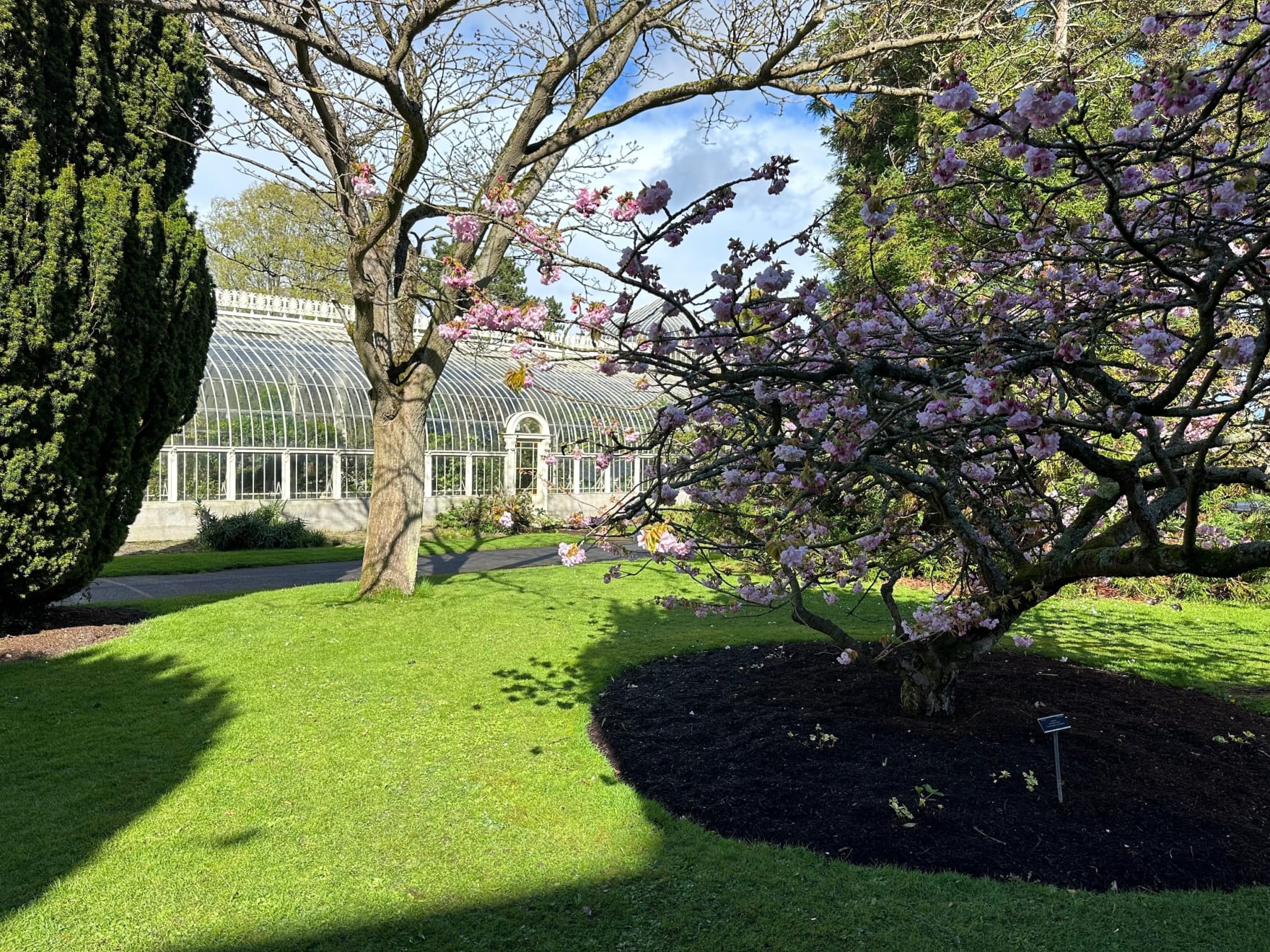 Gerard_Byrne_irish_modern_impressionist_In_Harmony_cherry_blossom_National_Botanic_Gardens_of_Ireland