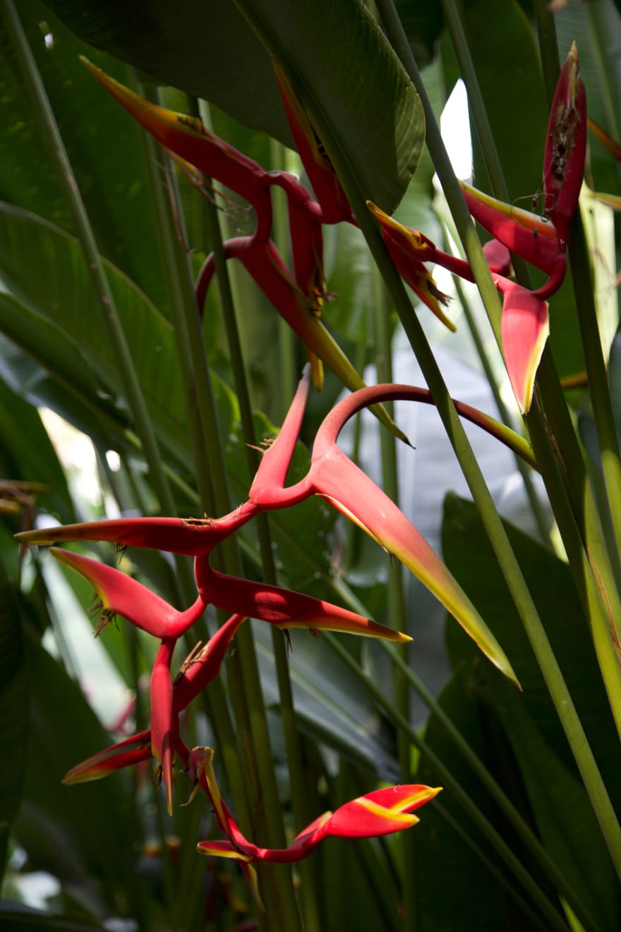 Gerard_Byrne_Firecracker_Heliconia_contemporary_figurative_art_Heliconia_Walk_Singapore_Botanic_Gardens