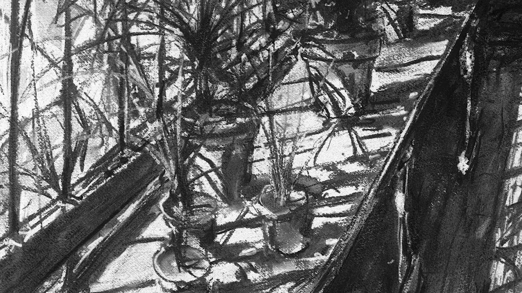 Gerard-Byrne-Some-Like-it-Hot-National-Botanic-Gardens-of-Ireland-charcoalogy-exhibition-art-gallery-dublin-ireland-drawing-detail
