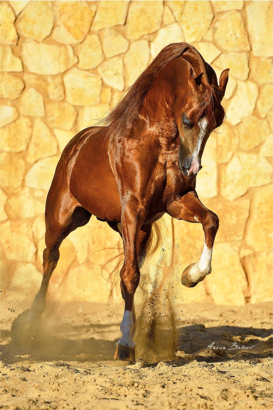 ARTUR BABOEV, Passion, 78х58cm, 2021