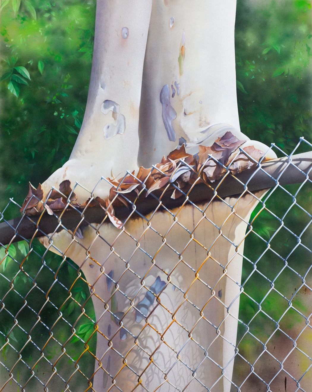painting of a eucalyptus tree growing around a fence