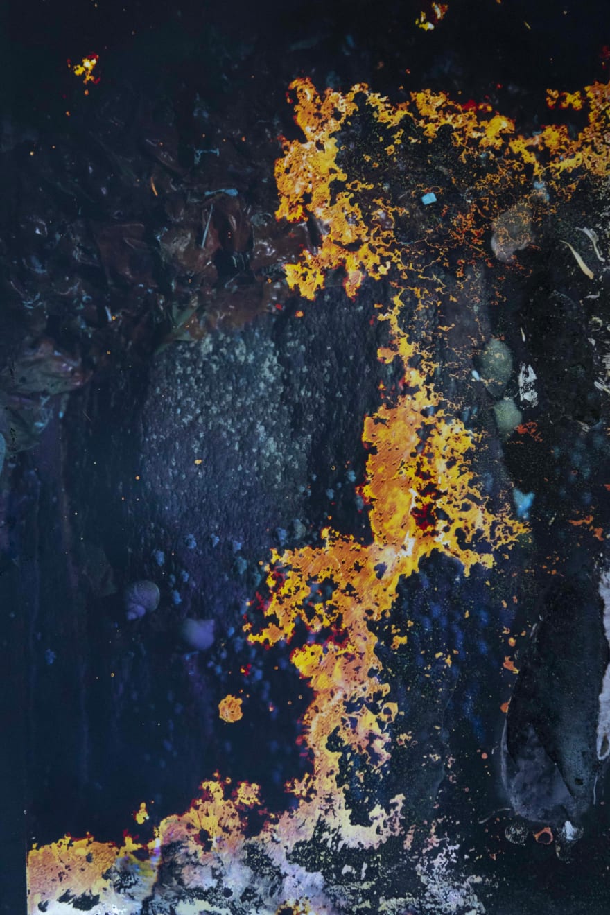 Alice Pallot, Alteration, from the series Algues Maudites - Red Bloom, 2024