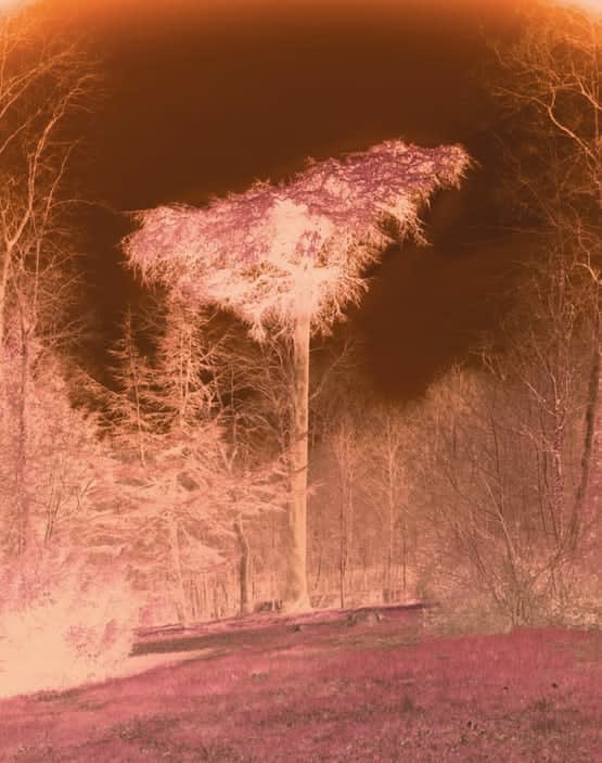 Véronique Ellena, Le Pin, From the series Clairs obscurs, 2017