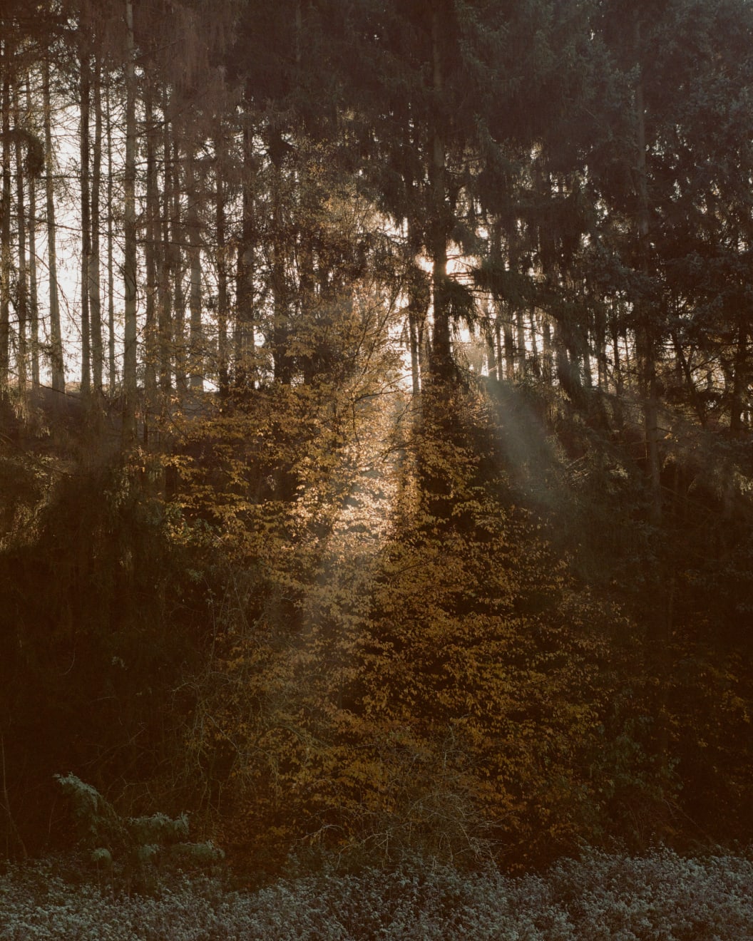 Matthieu Litt, OASIS #87, from the series OASIS, 2020