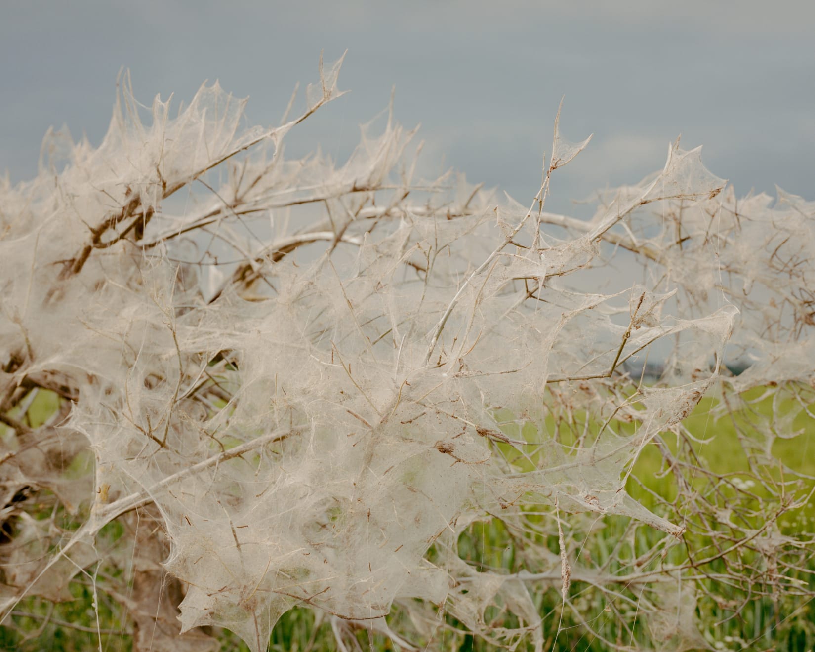 Matthieu Litt, OASIS #54, from the series OASIS, 2020