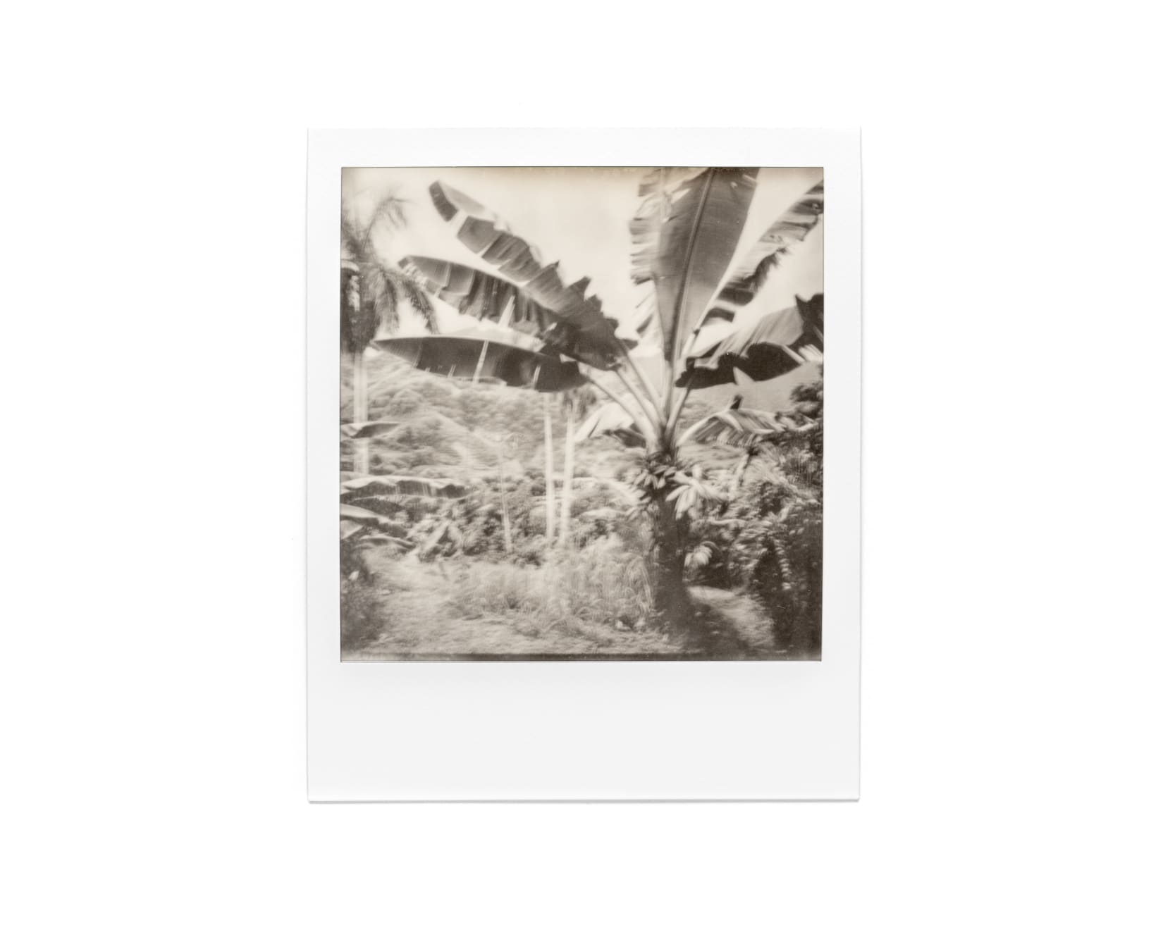 Jordan Beal, A highly detailed photography of a garden-in Martinique, 2024