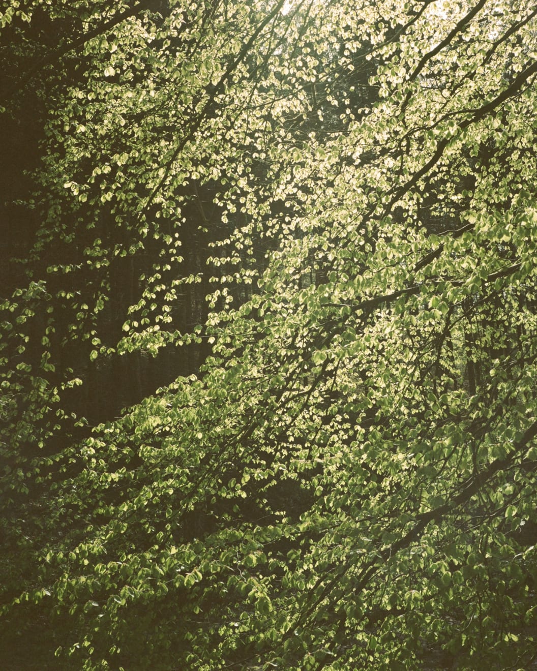 Matthieu Litt, OASIS #114, from the series OASIS, 2020