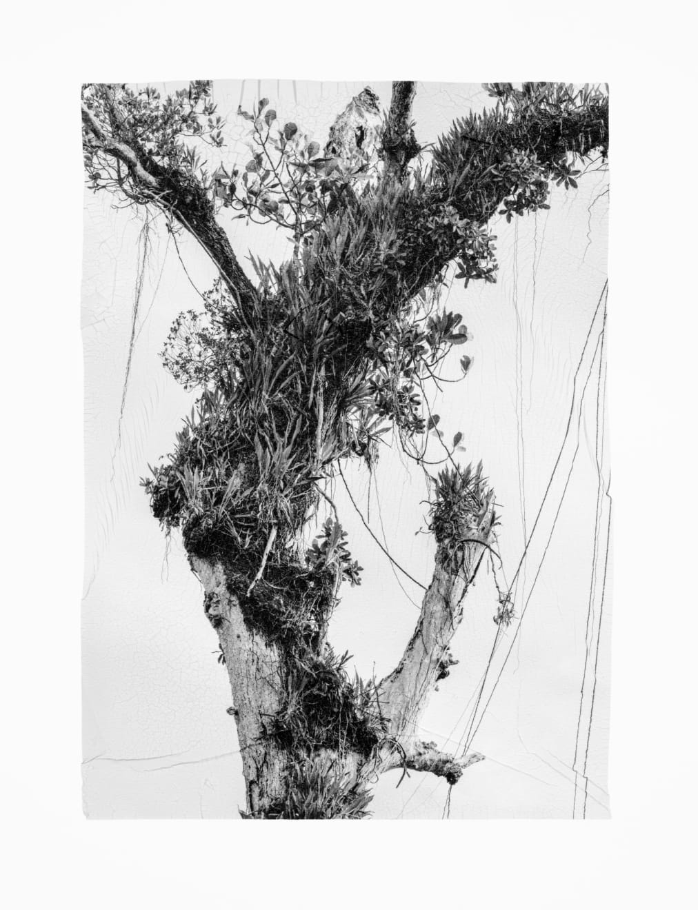 Sylvie Bonnot, From the series Corps de brume, 2024