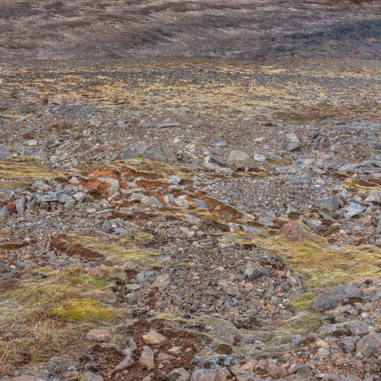 Didier Goupy, ODYSSÉE 508, 2025