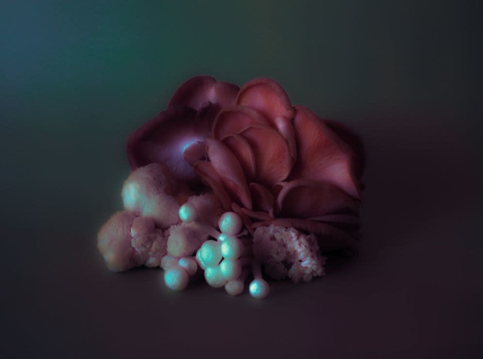 Mia Dudek, Fruiting Body XIX, 2023