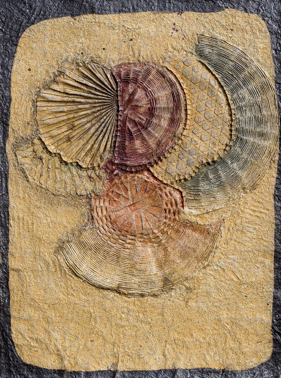 Dinar Sultana, Lines of fossil , 2023