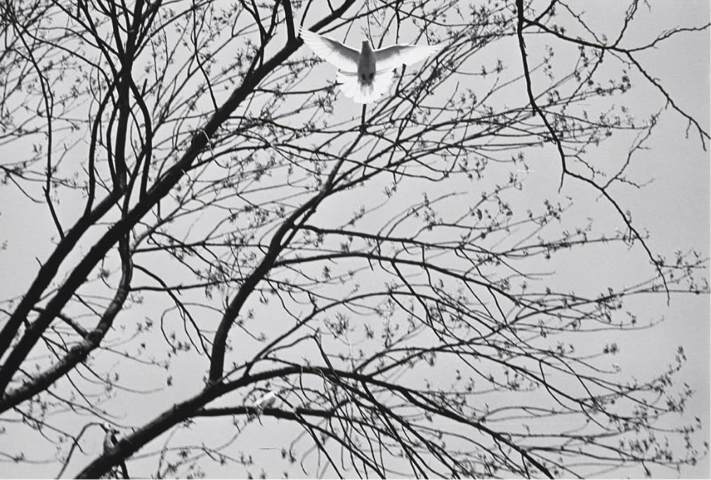 Harry Callahan, Chicago, 1954, 1954