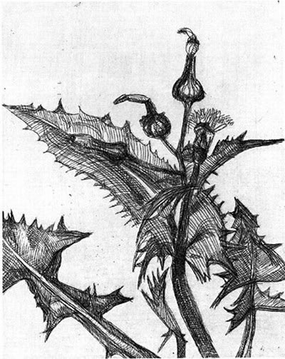 Lucian Freud, Thistle, 1985