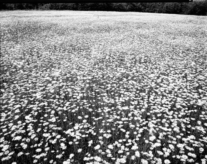 Linda Mccartney, Daisy Field, Sussex, 1985, 1985