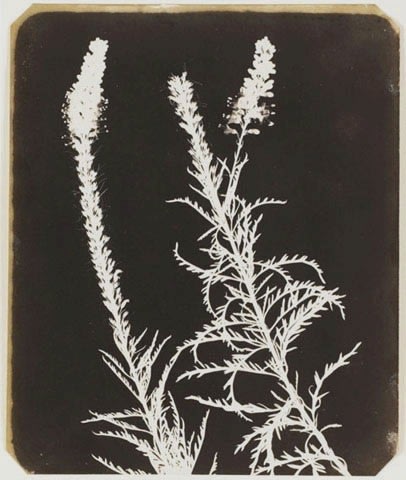 William Henry Fox Talbot, Veronica in Bloom, 1840