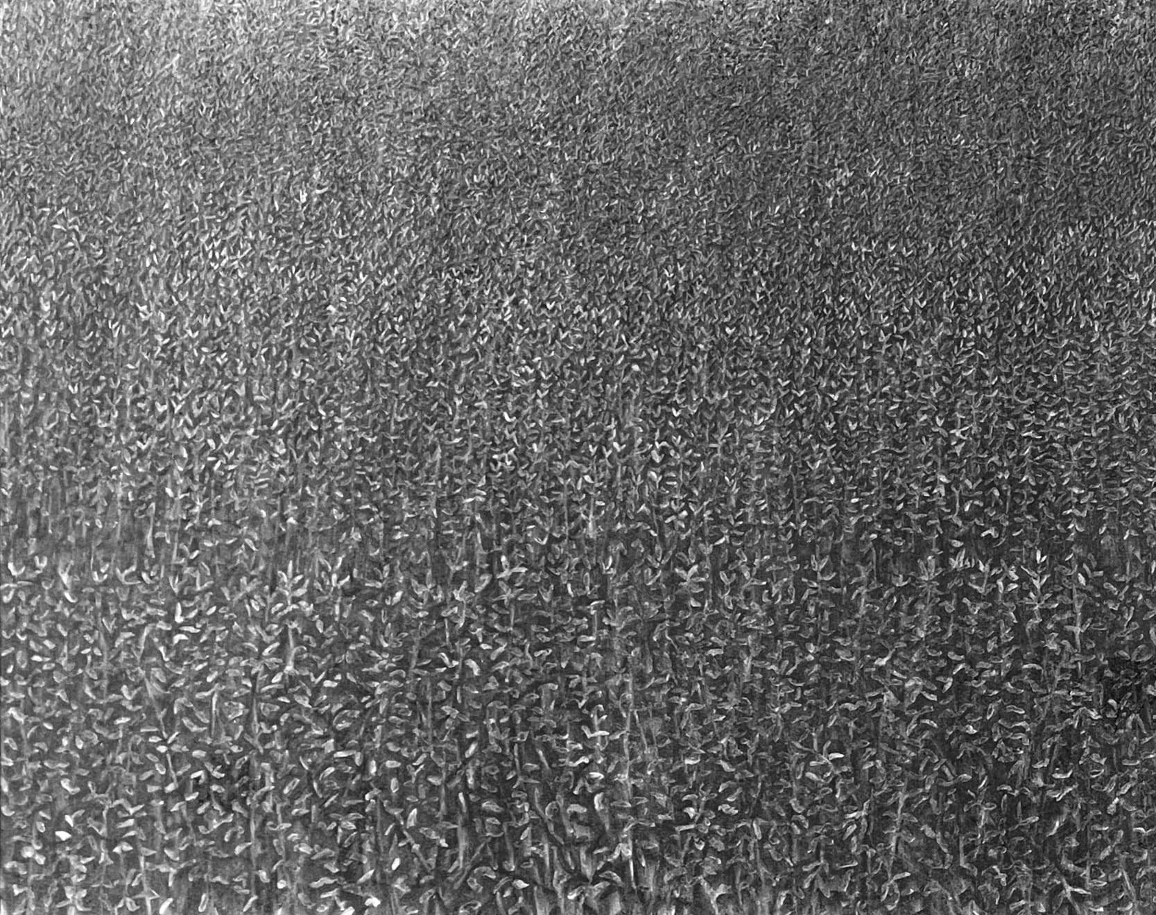 Edward Middleditch, Beanfield I, 1981