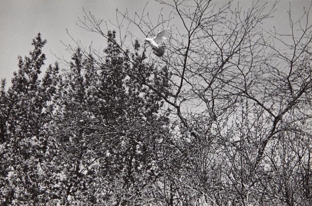 Harry Callahan, Chicago, 1954 (Unique Set of 7), 1954