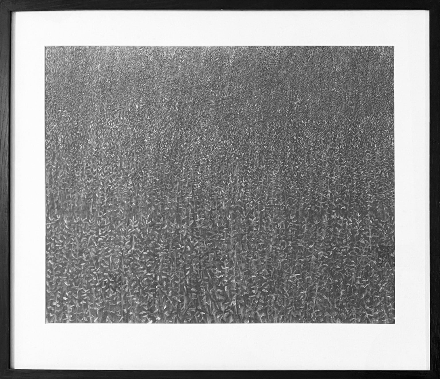 Edward Middleditch, Beanfield I, 1981