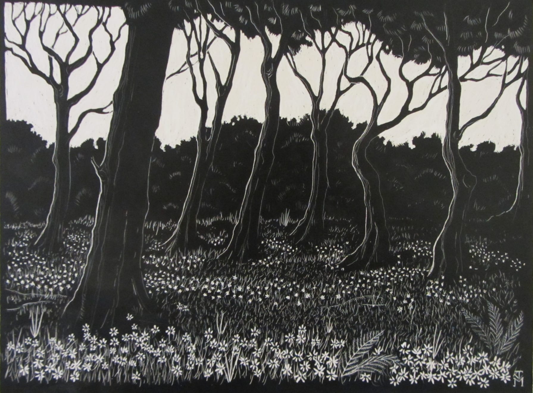 Joe Machine, Wood Anemones At Woodlands Edge, 2020
