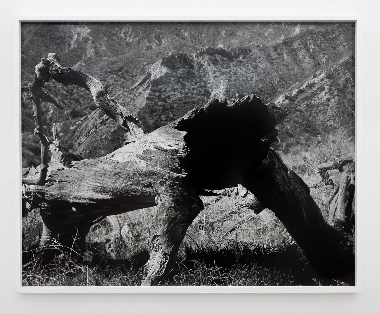 Mark Armijo McKnight, Tree (Void), 2019