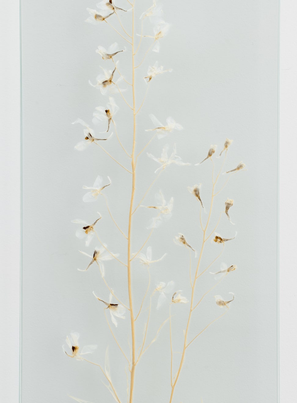 Elsa Salonen, Delphinium Spell (Deep Cyan, Winged Yellow), 2024