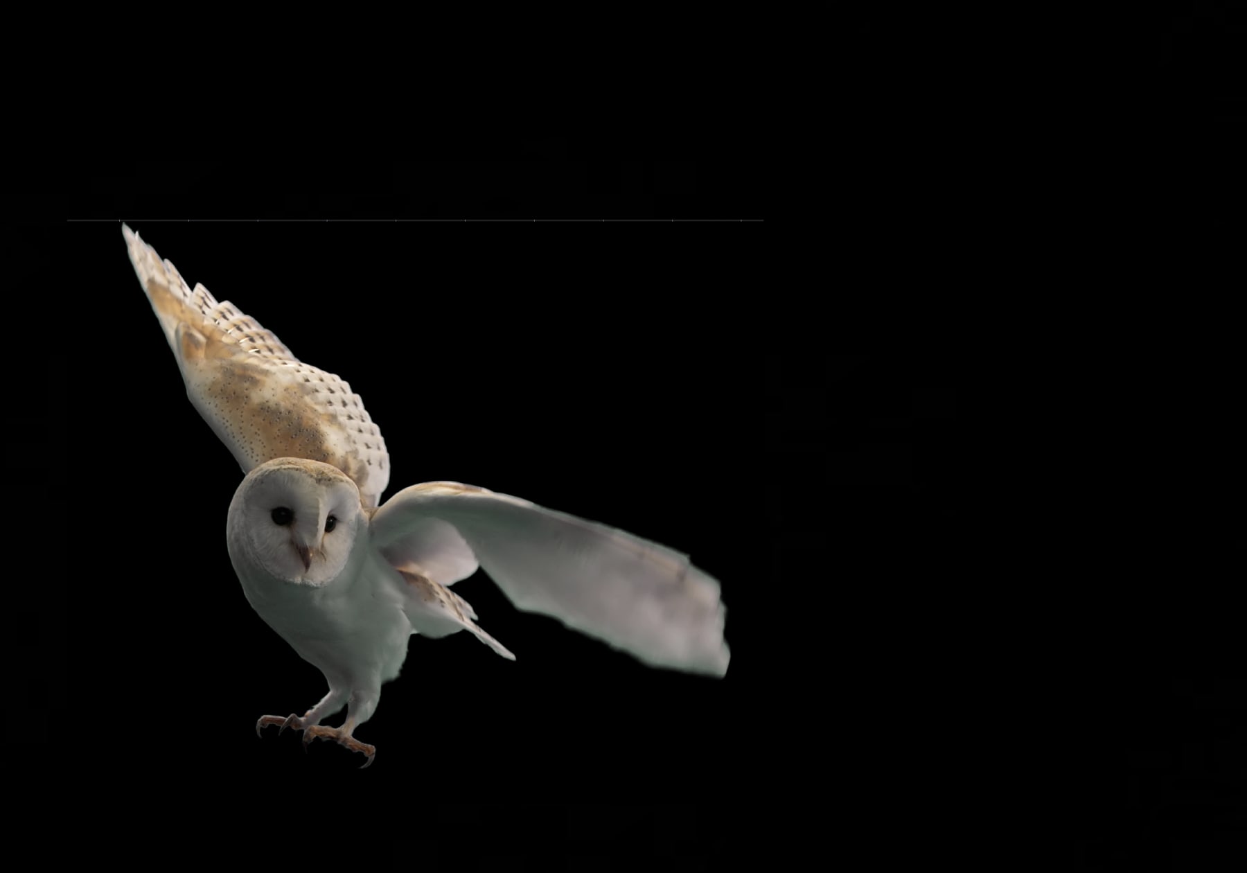 Charles de Meaux, Bestiaire 1, 2025