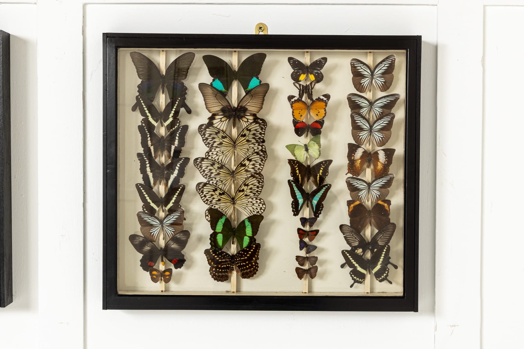 Set of Six 19th Century Specimen Butterfly Collection Boxes