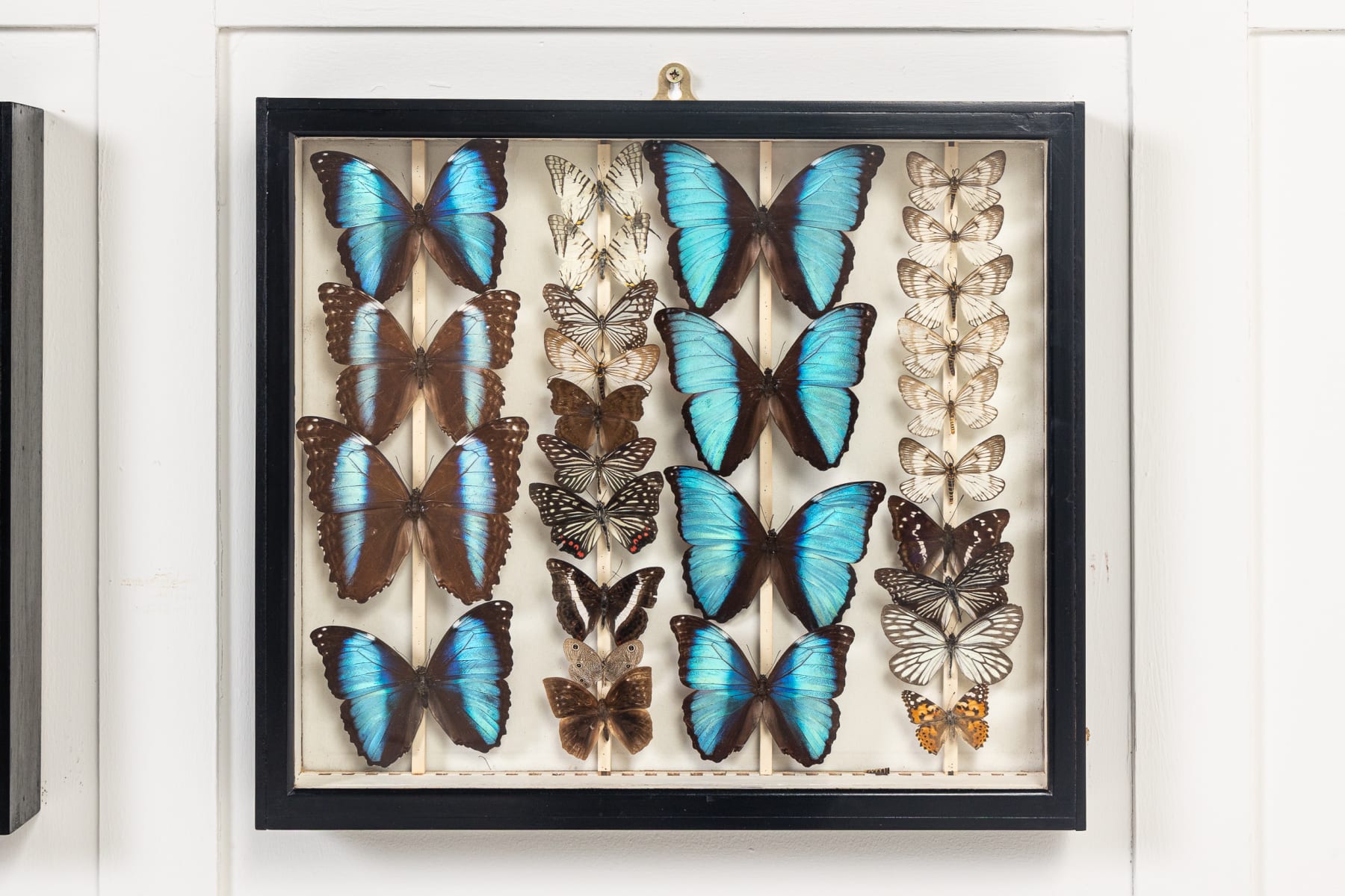 Set of Six 19th Century Specimen Butterfly Collection Boxes