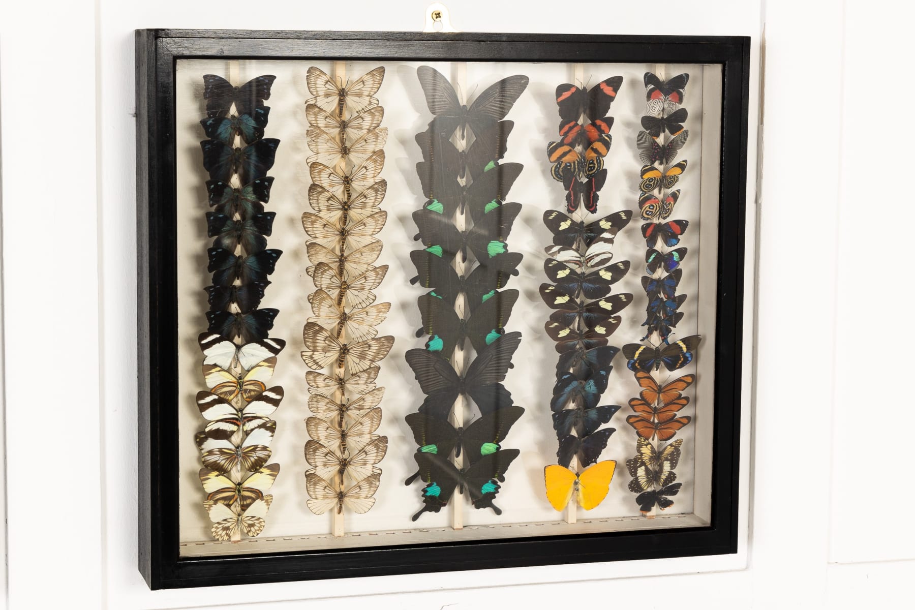 Set of Nine 19th Century Specimen Butterfly Collection Boxes