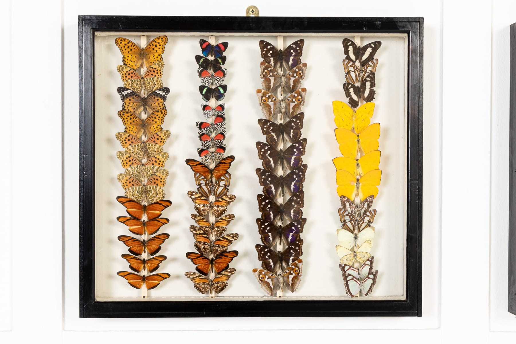 Set of Nine 19th Century Specimen Butterfly Collection Boxes