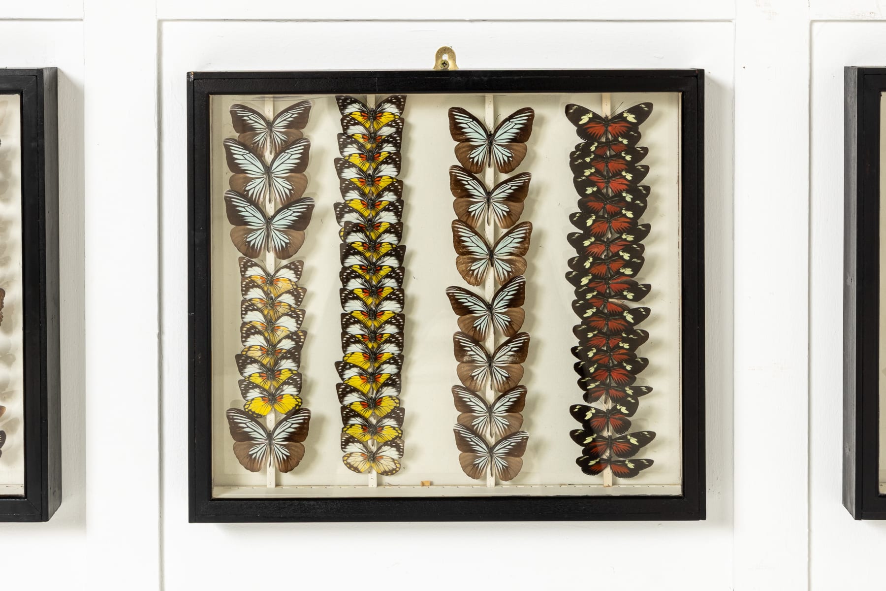 Set of Six 19th Century Specimen Butterfly Collection Boxes