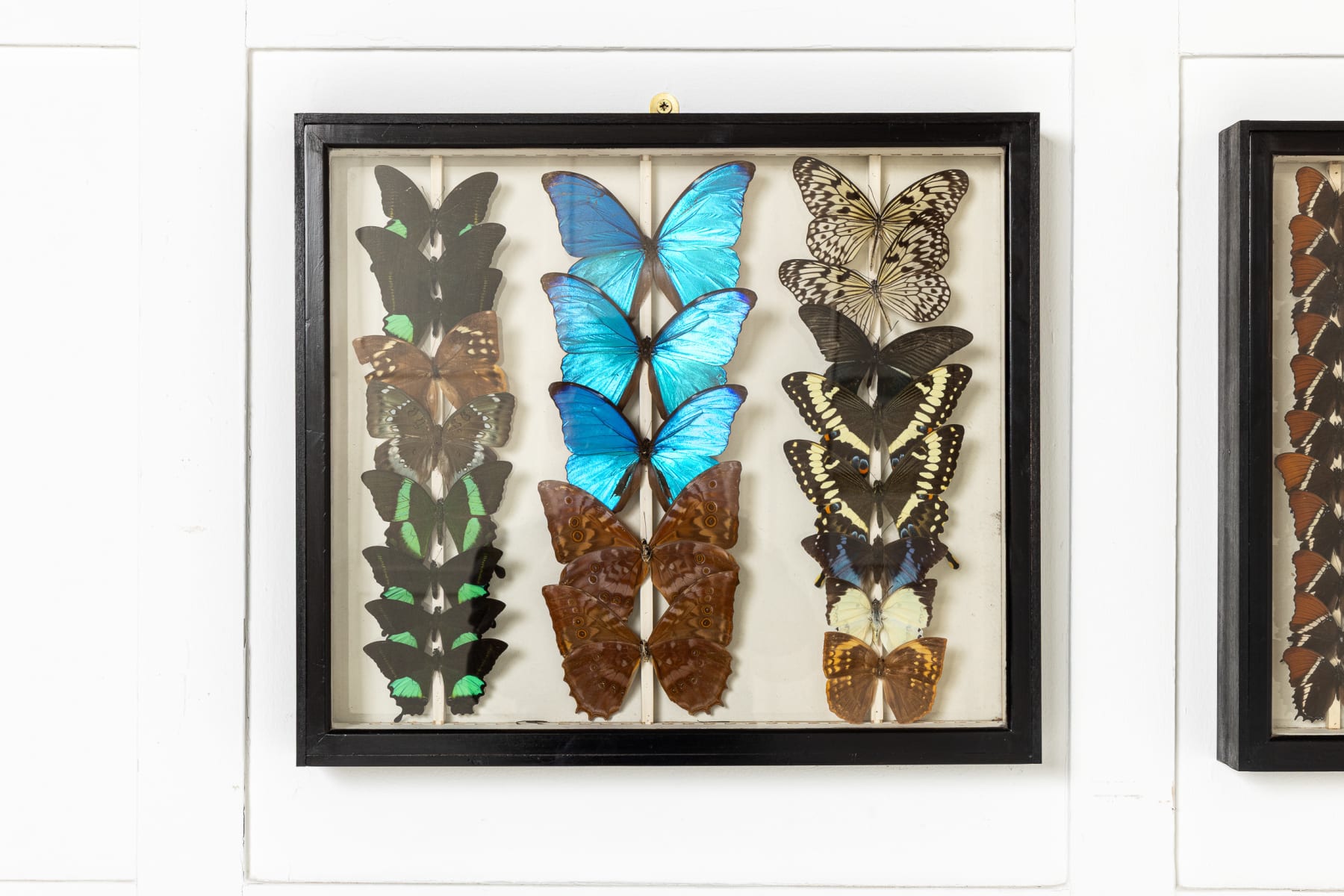 Set of Six 19th Century Specimen Butterfly Collection Boxes