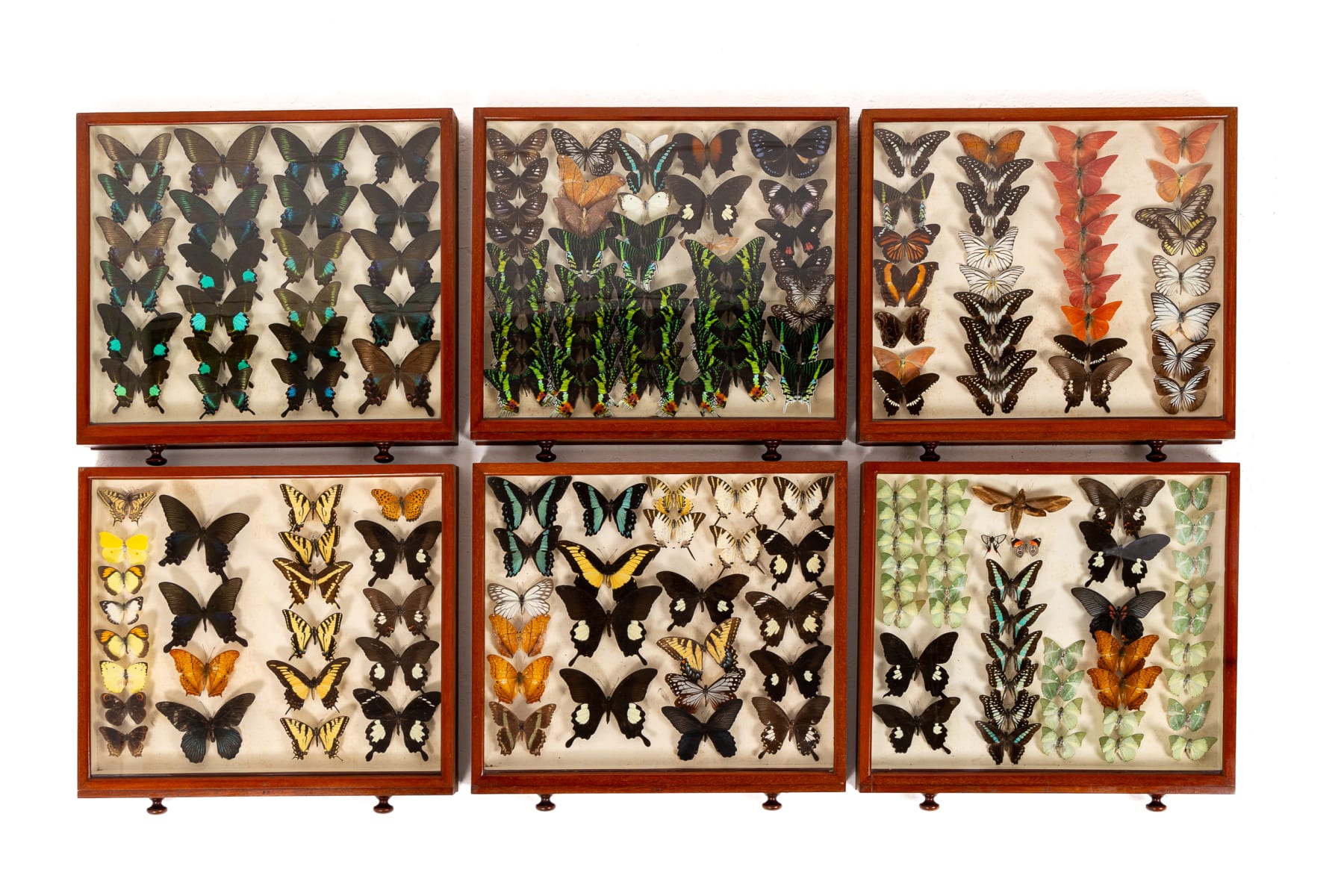 19th Century Butterfly Collection
