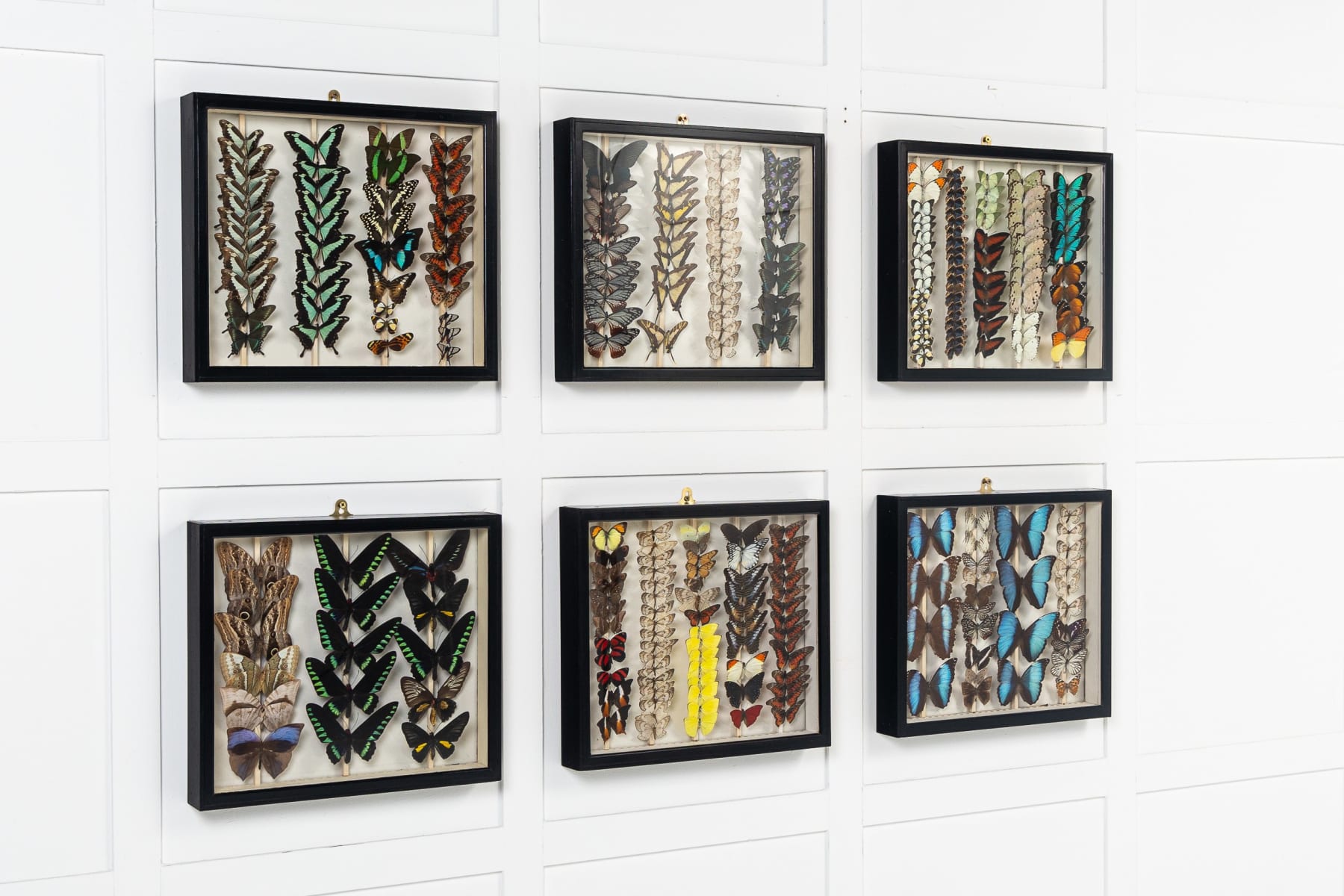Set of Six 19th Century Specimen Butterfly Collection Boxes