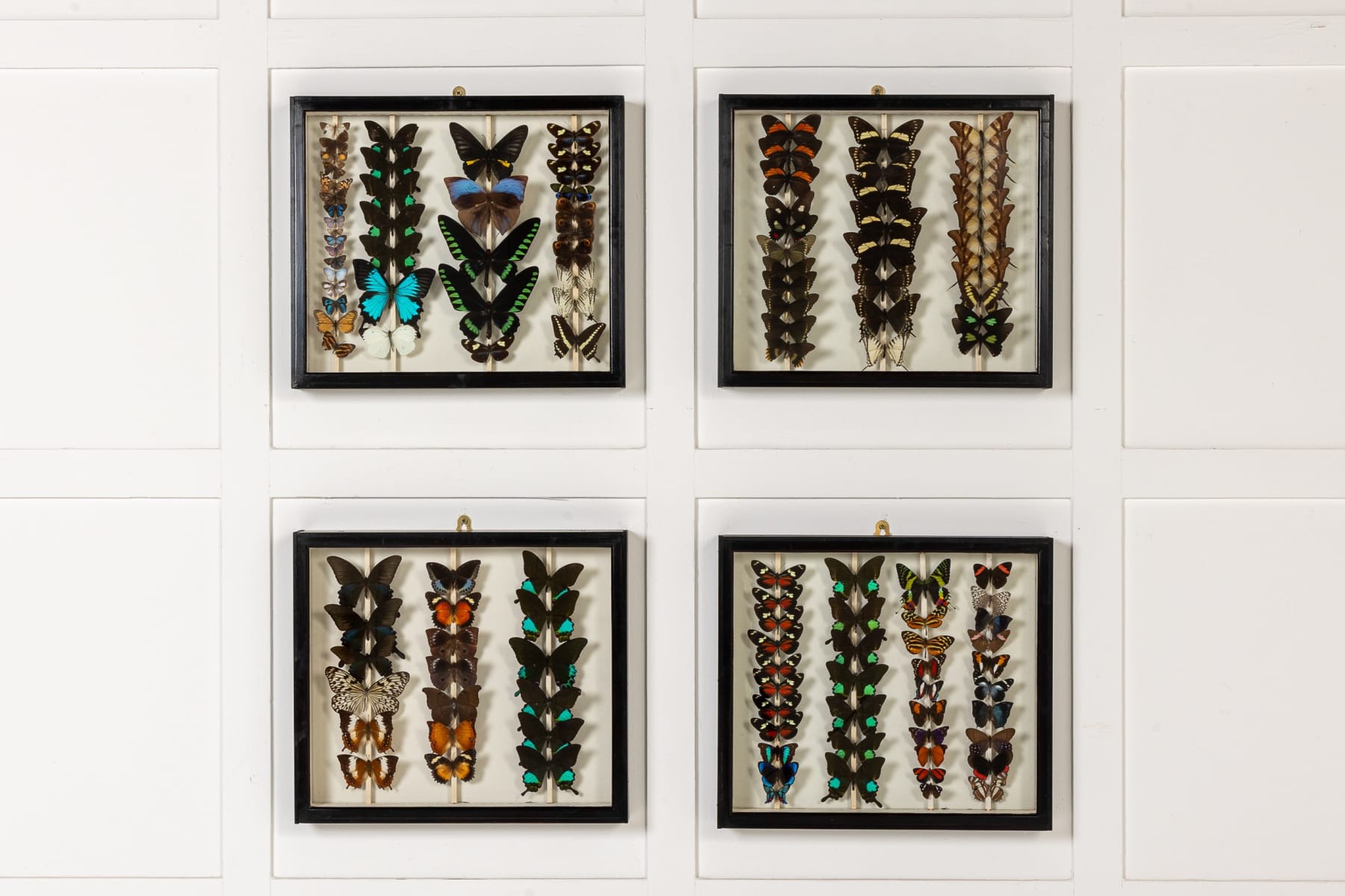 Set of Four 19th Century Specimen Butterfly Collection Boxes