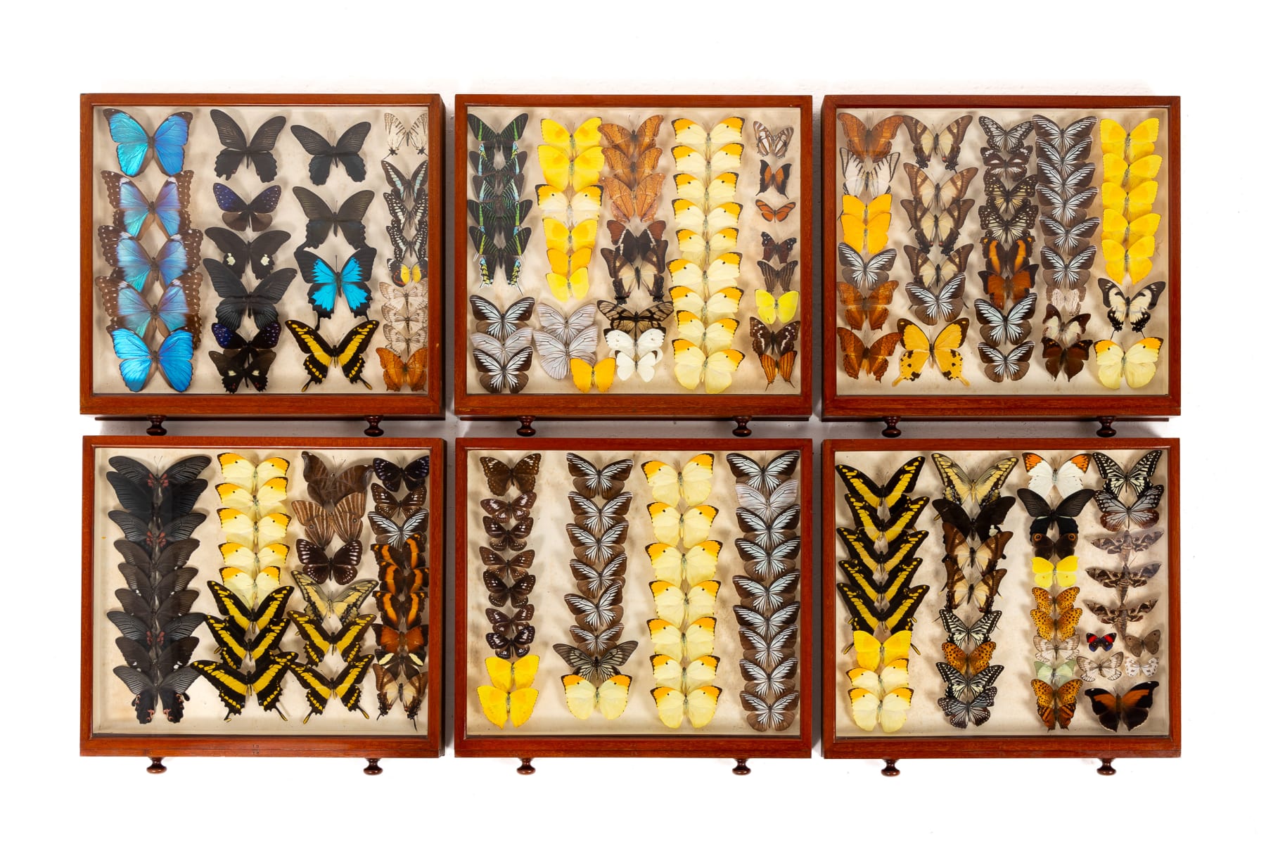 19th Century Butterfly Collection