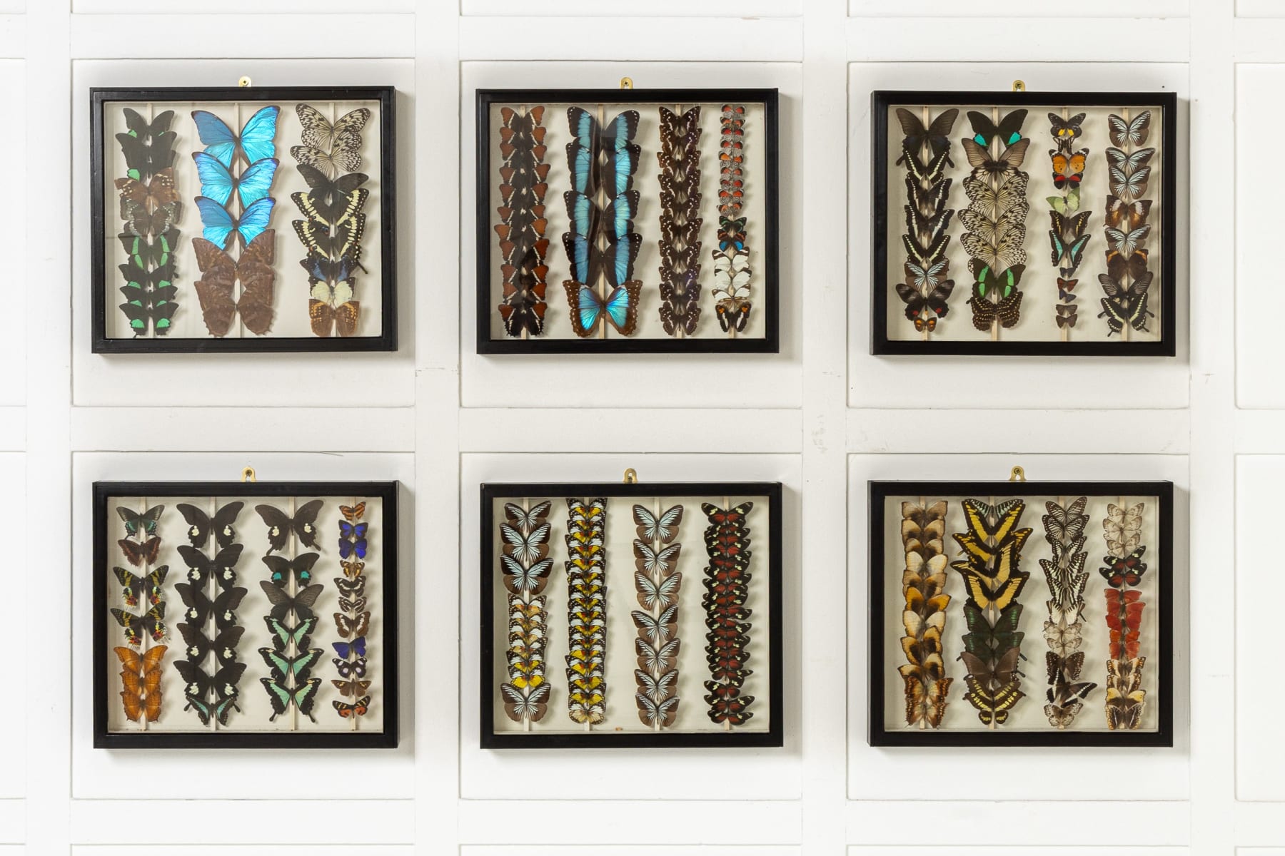 Set of Six 19th Century Specimen Butterfly Collection Boxes