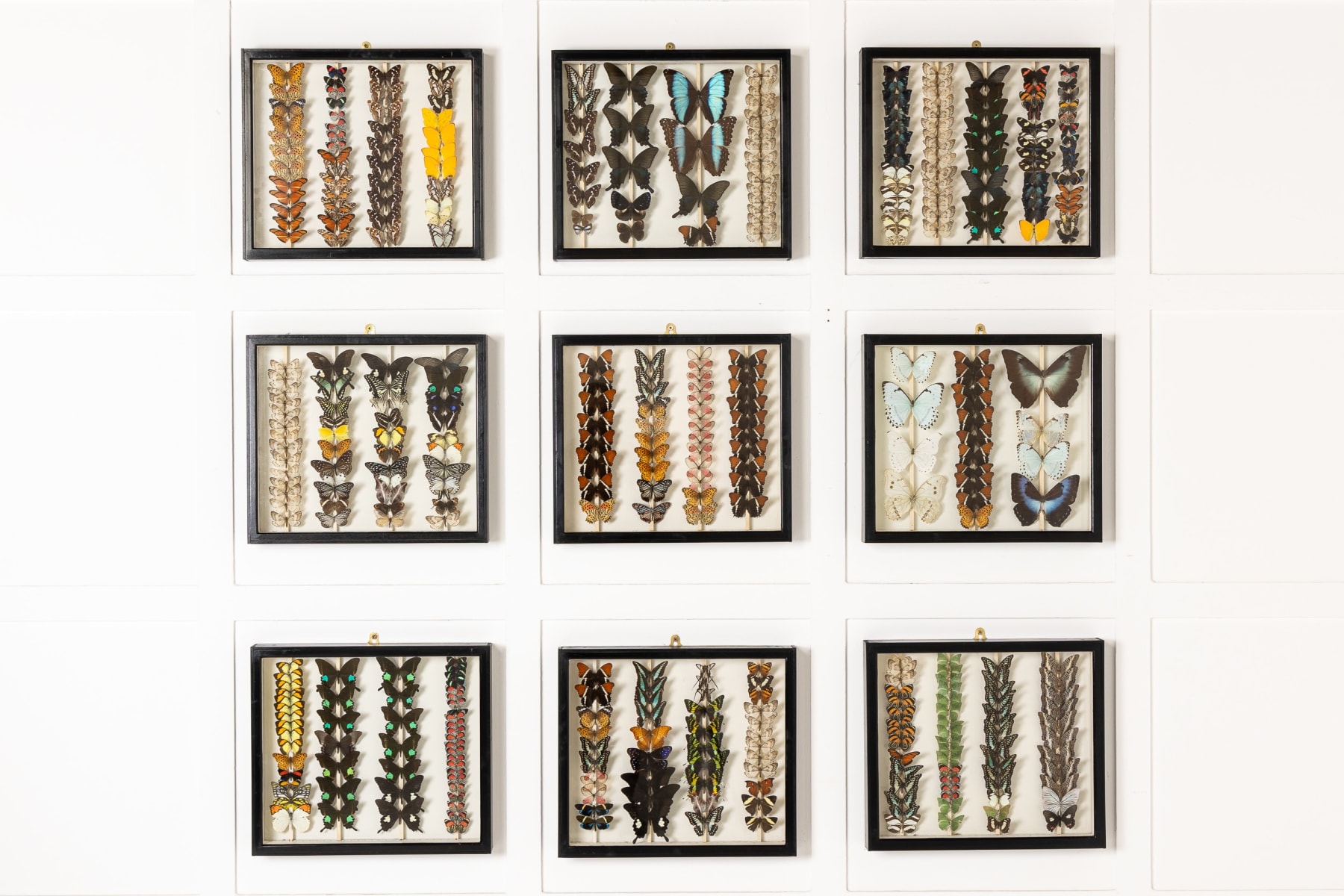 Set of Nine 19th Century Specimen Butterfly Collection Boxes