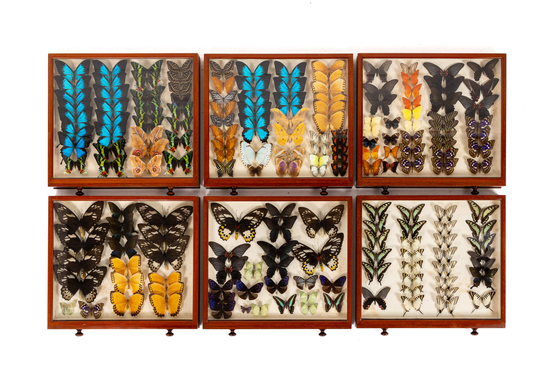 19th Century Butterfly Collection