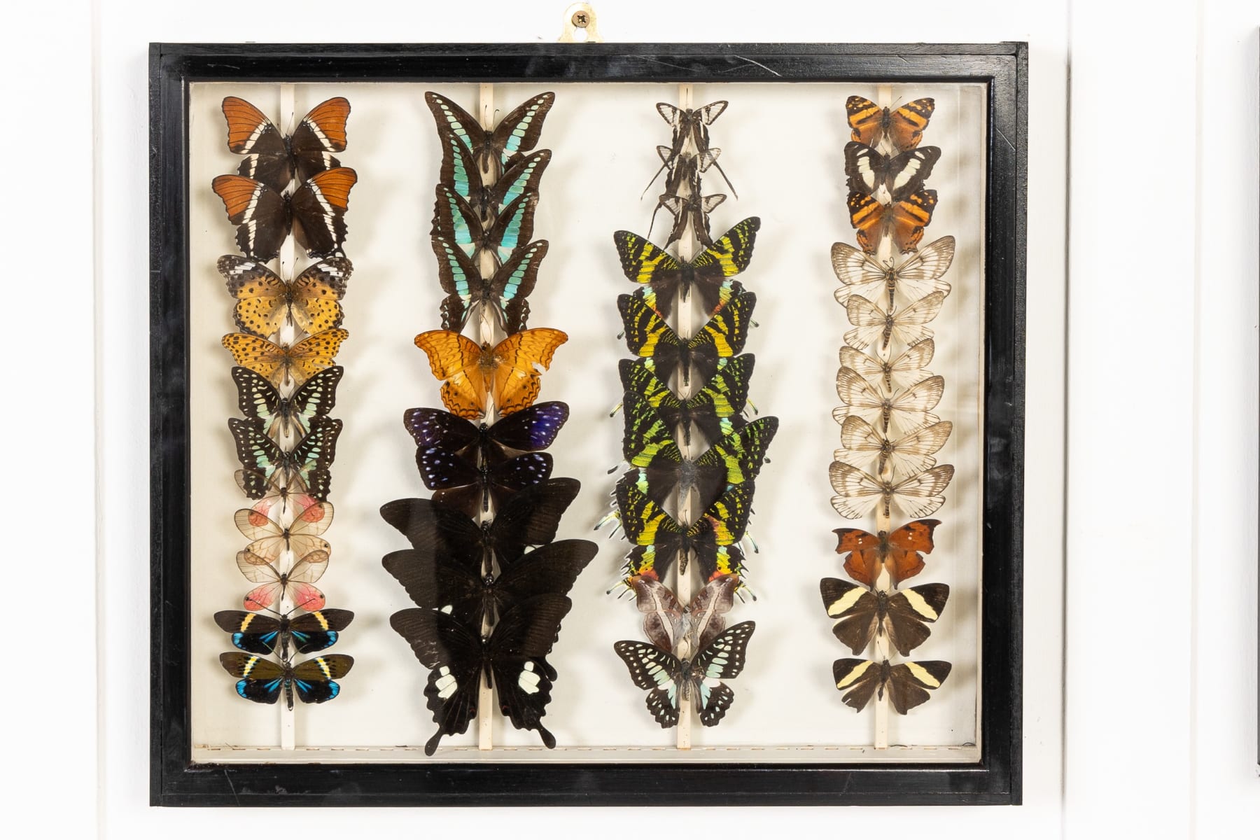 Set of Nine 19th Century Specimen Butterfly Collection Boxes