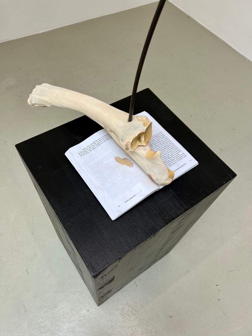 Catalina Ouyang, The Passion, 2021