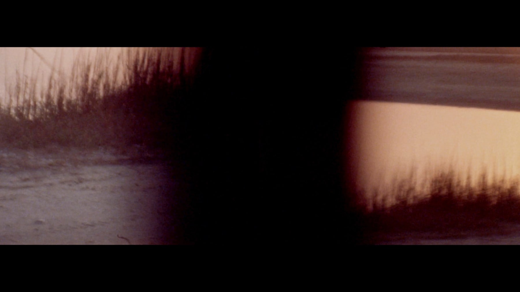 Maxime Cavajani, Forrest For The Trees (fragments), 2025